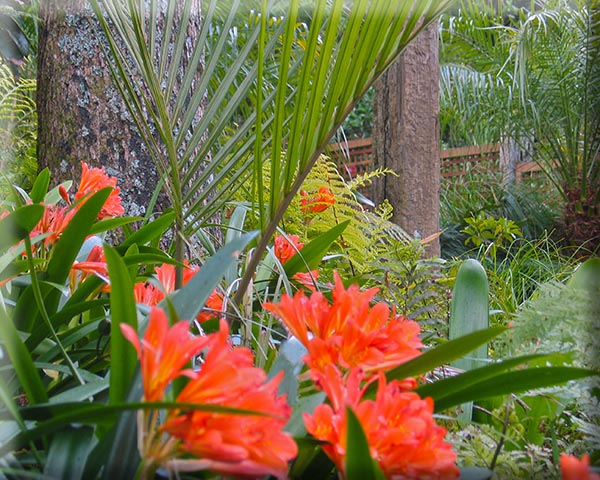 Arapito clivia grandiflora